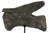 Dinosaur (Diplodocus) Caudal Vertebrae - Metal Stand #77919-4